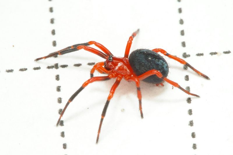 male